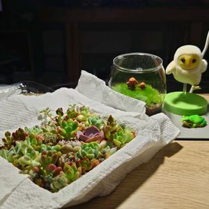 多肉植物,ネコ好き,苔テラリウム,タニラー,猫のいる生活の画像