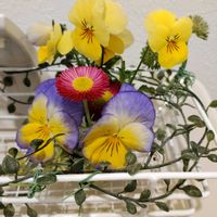 テーブルヤシ,ビオラ,デイジー,観葉植物,花のある暮らしの画像