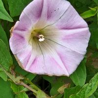 ヒルガオの画像
