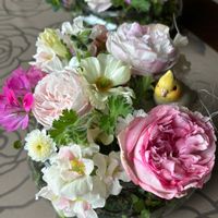 スイートピー,スイートピー,ゼラニウム,セリンセマヨール,セリンセマヨールの画像