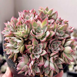 エケベリア,エレガンスラパス,ブラックサバス,芍薬牡丹,多肉植物の画像