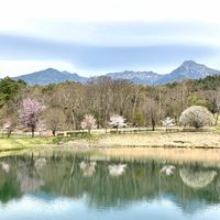 サクラソウ,ザゼンソウ,ミズバショウ,イチリンソウ,山野草の画像