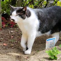 ハナニラ,イソギク,ツツジ,勿忘草,勿忘草の画像