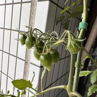 ミニトマト,シュガープラム,つぼみ,瀬戸内レモン,家庭菜園の画像