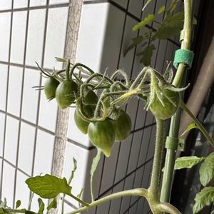 ミニトマト,シュガープラム,つぼみ,瀬戸内レモン,家庭菜園の画像