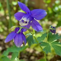 オダマキ,ユキヤナギ,ハナカイドウ,ヤマブキ（山吹）,ヤエベニシダレ(八重紅枝垂)の画像
