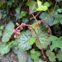 ユキノシタ,アイビー（ヘデラ）,ムラサキカタバミ,雪の下,トウバナの画像