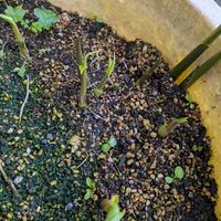 ミョウガ,天草市,家庭菜園の画像