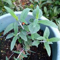 メキシカンブッシュセージ,ステラ,ステラ,アメリカンブッシュセージ,アメリカンブッシュセージの画像