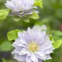 クレマチス,クレマチス　ルリオコシ,我が家のお花の画像