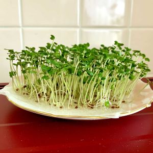 ブロッコリースーパースプラウト,花のある暮らし,緑のある暮らし,iPhone撮影,世界平和の画像
