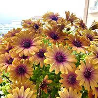 ネメシア,バーベナ,ペラルゴニウム,ローズゼラニウム,オステオスペルマムの画像