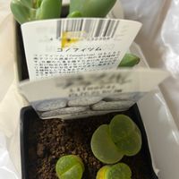 コノフィツム,リトープス,多肉植物,多肉女子の画像