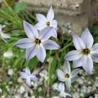 ハナニラの画像