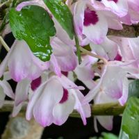 デンドロビウム,小さな庭の画像