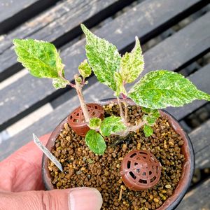 斑入りムラサキシキブ,盆栽,ミニ盆栽,盆栽苗木,まめ盆栽の画像