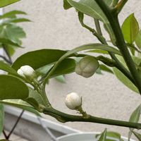 大葉,すだち,花のある暮らし,庭の画像