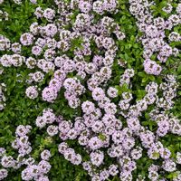 タイム,タイム,クリーピング タイム,クリーピング タイム,花のある暮らしの画像