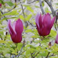 紫木蓮,シモクレン,紫の花,季節の花,綺麗の画像