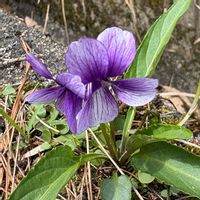 アザミ,スミレ,山野草,お散歩,春のお花の画像