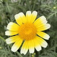 キク,シュンギク,畑の画像