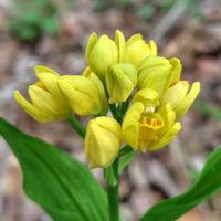 キンラン,コデマリ,ブルーデージー,八重咲きコデマリ,ブラキカム ブラスコの画像