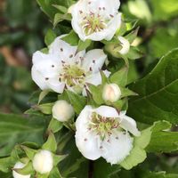 サンザシ,庭の画像