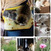 ローダンセマム,ローダンセマム・マーズ,ニャンニャン 祭り,あんず＆ミーコ,ニャンニャン祭りの画像