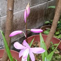 シラン,シラン,シラン,スノーフレーク,スノーフレークの画像