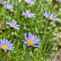 フェリシア,フェリシア,庭の画像