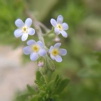 キュウリグサ,小さな花,SDGs,心に笑顔の花を,水曜日は水色の画像