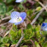 オオイヌノフグリ,星の瞳,散歩道,山野草,野草の画像