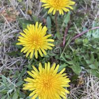 ポトス,胡蝶蘭,タンポポ,コノテガシワの花,お出掛け先の画像