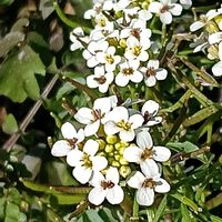 クレソンの画像