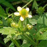 キツネノボタンの画像