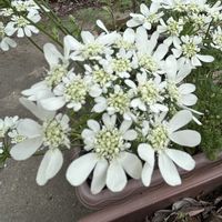 オルレア,サルナシ,大根の花,手づくり鉢,種まき記録➰の画像