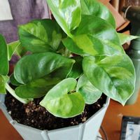 ポトス,エメラルドグリーン,玄関の画像