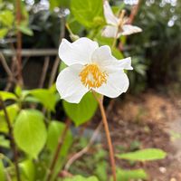 シラユキゲシの画像