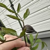 アリッサム,クレマチス,スモークツリー,パンジー,シレネ・スワンレイクの画像