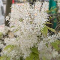 アオダモ,白い花,可愛い❤,石川県,チーム石川の画像