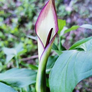 テンナンショウ,かわいい,球根,球根植物,山野草の画像