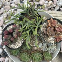 若緑,数珠星, ブロンズ姫,GS植物うちなーぐち会,多肉ラボ©の画像