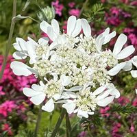 コデマリ,シラン,リンゴ,オルレア,オオアマナの画像