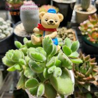 ハナキリン,熊童子,グリーンペット,ユーフォルビア ミリー,ユーフォルビア・マラソンの画像