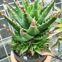 アロエ,アロエ 不夜城,多肉植物,観葉植物,ガーデニングの画像