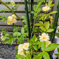 モッコウバラ,つるバラ,バラ科,平和を願う,幸せの黄色いお花の画像