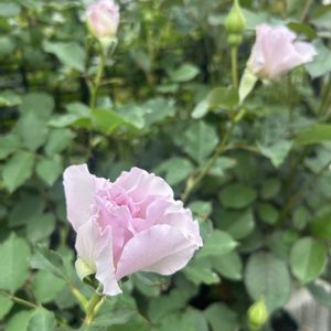 オダマキ,クレマチス,ニューウェーブ,バラを楽しむ,バラが好きの画像