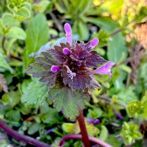 キレハヒメオドリコソウ,モミジバヒメオドリコソウ,雑草,山野草,自生の画像