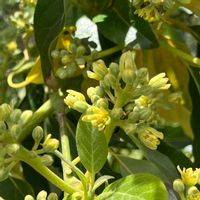 アボカド,アボカドの花,アボカドの花,熱帯果樹の画像