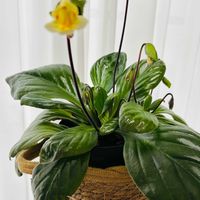 アグロステンマ,スパラキシス,スパラキシス,スパラキシス,宿根草の画像